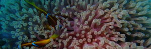 Poisson clowns, Anemone, Mer rouge, Underwater