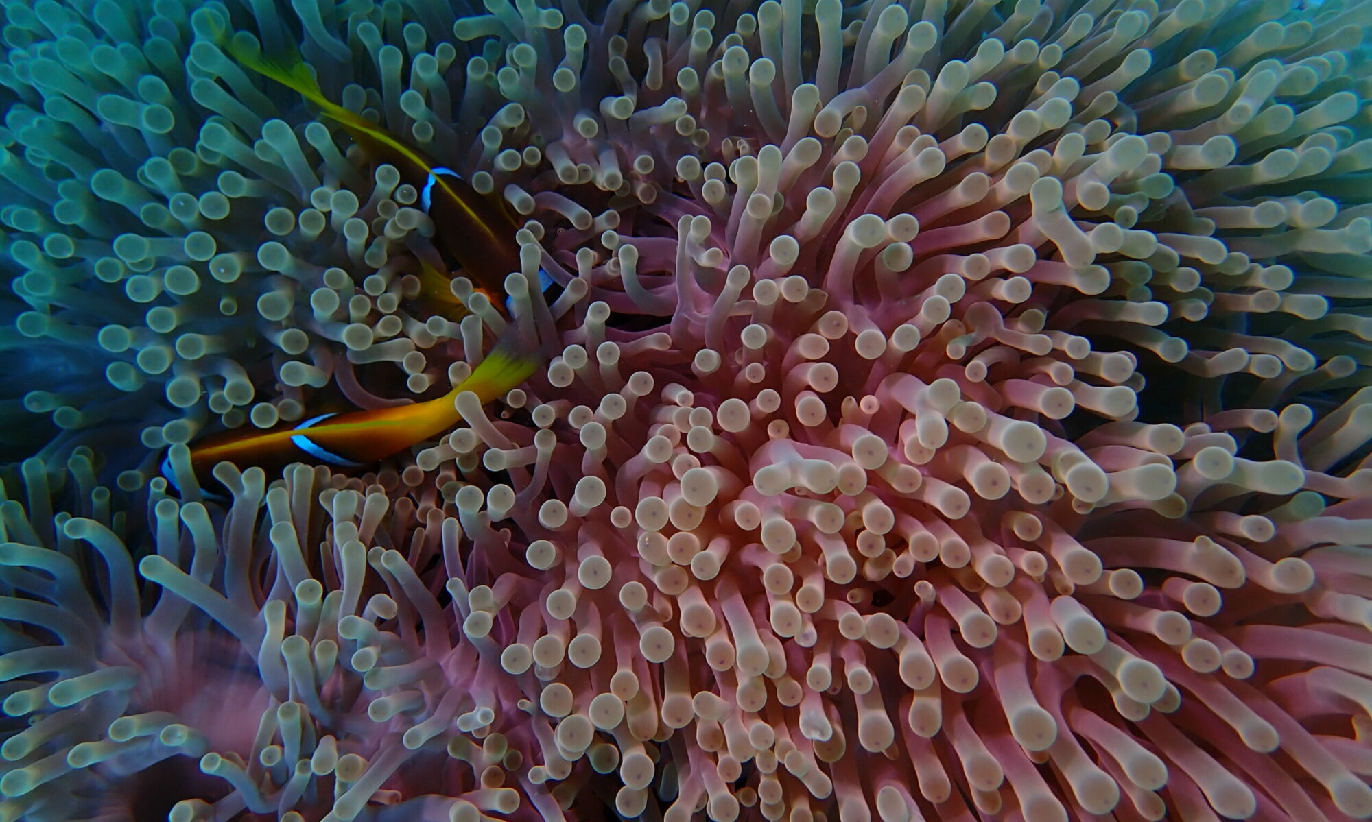 Poisson clowns, Anemone, Mer rouge, Underwater
